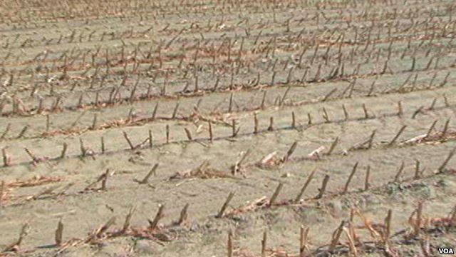 US Farmers Struggle With Drought