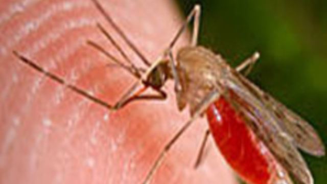 Mobile Phones Could Help Efforts to End Malaria