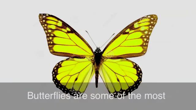 To Have Butterflies - Cảm thấy bồn chồn, lo lắng