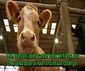 Breeding Cleaner Cattle Could Slow Climate Change