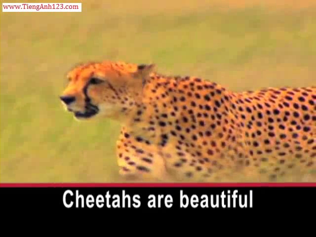 Progress in Race to Save Cheetahs