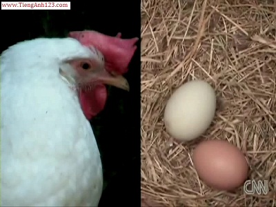Lesson 41:Which came first, the chicken or the egg?