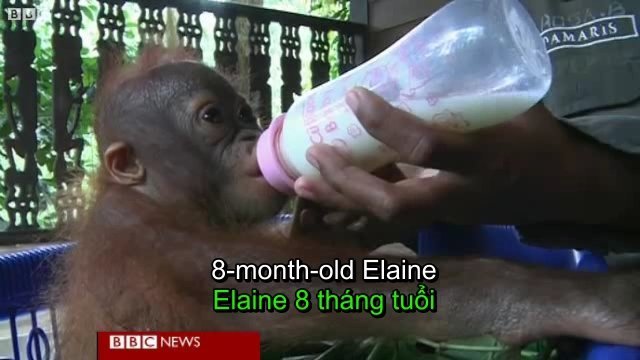 Palm oil plantations threaten Indonesia's orangutans