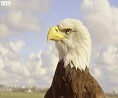 The Eagle That Chases Drones