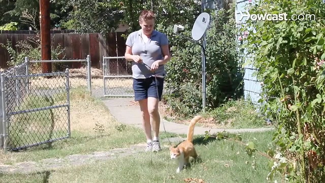 How to Teach a Cat to Walk on a Leash